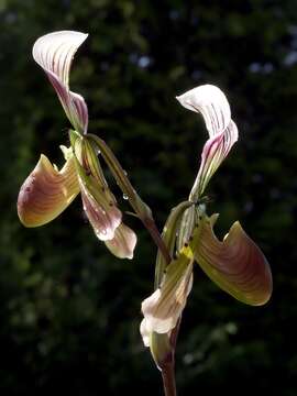 Image of Callus Paphiopedilum