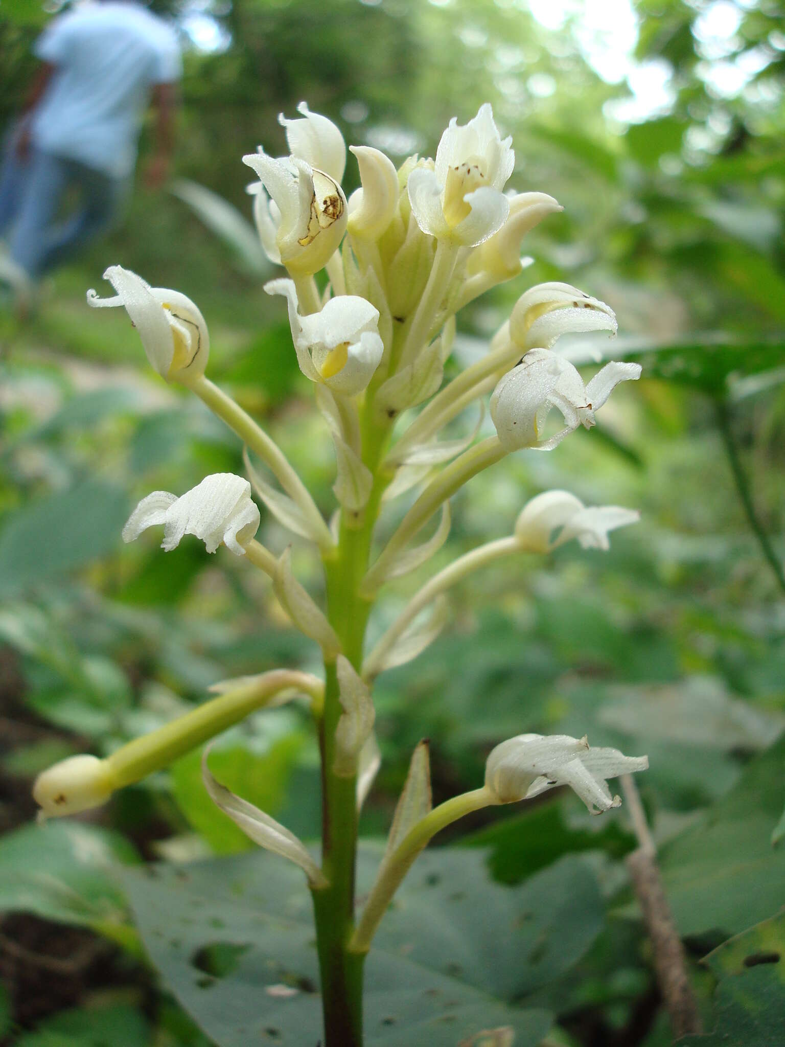 Image of Govenia alba A. Rich. & Galeotti