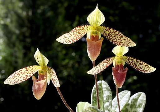 Sivun Paphiopedilum sukhakulii Schoser & Senghas kuva