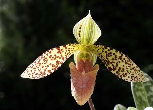 Sivun Paphiopedilum sukhakulii Schoser & Senghas kuva