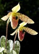 Image of Sukhakul's Paphiopedilum