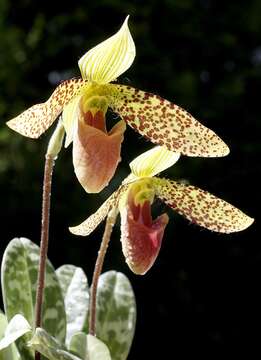 Sivun Paphiopedilum sukhakulii Schoser & Senghas kuva