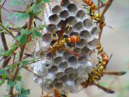 Image de Polistes cubensis Lepeletier 1836