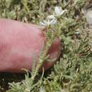 Image of hairy sandspurry