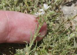 Imagem de Spergula villosa Persoon