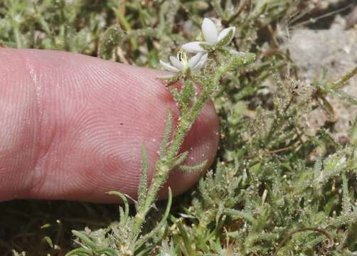 Spergula villosa Persoon的圖片