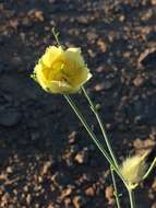 Image of Desert Broom