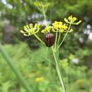 Image of Graphosoma rubrolineatum (Westwood 1837)