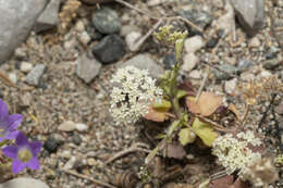 Image of Pimpinella cretica Poir.