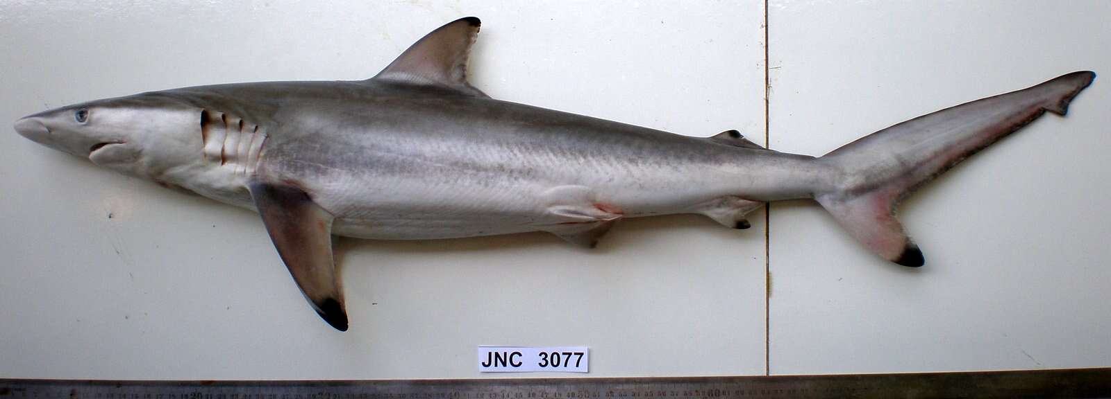 Image of Spinner Shark