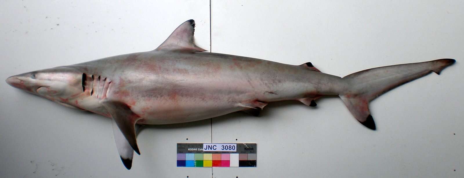 Image of Spinner Shark