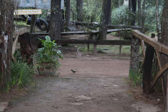 Image of Collared Towhee