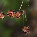 Image of Libertia grandiflora (R. Br.) Sweet