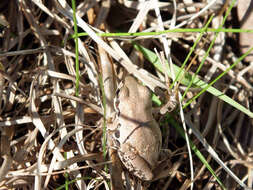 Image of Strecker's Chorus Frog