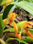 Image of Maxillaria cacaoensis J. T. Atwood