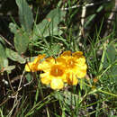 Plancia ëd Brachystigma wrightii (Gray) Pennell