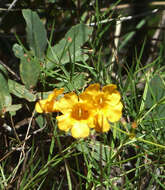 Image of Arizona desert foxglove