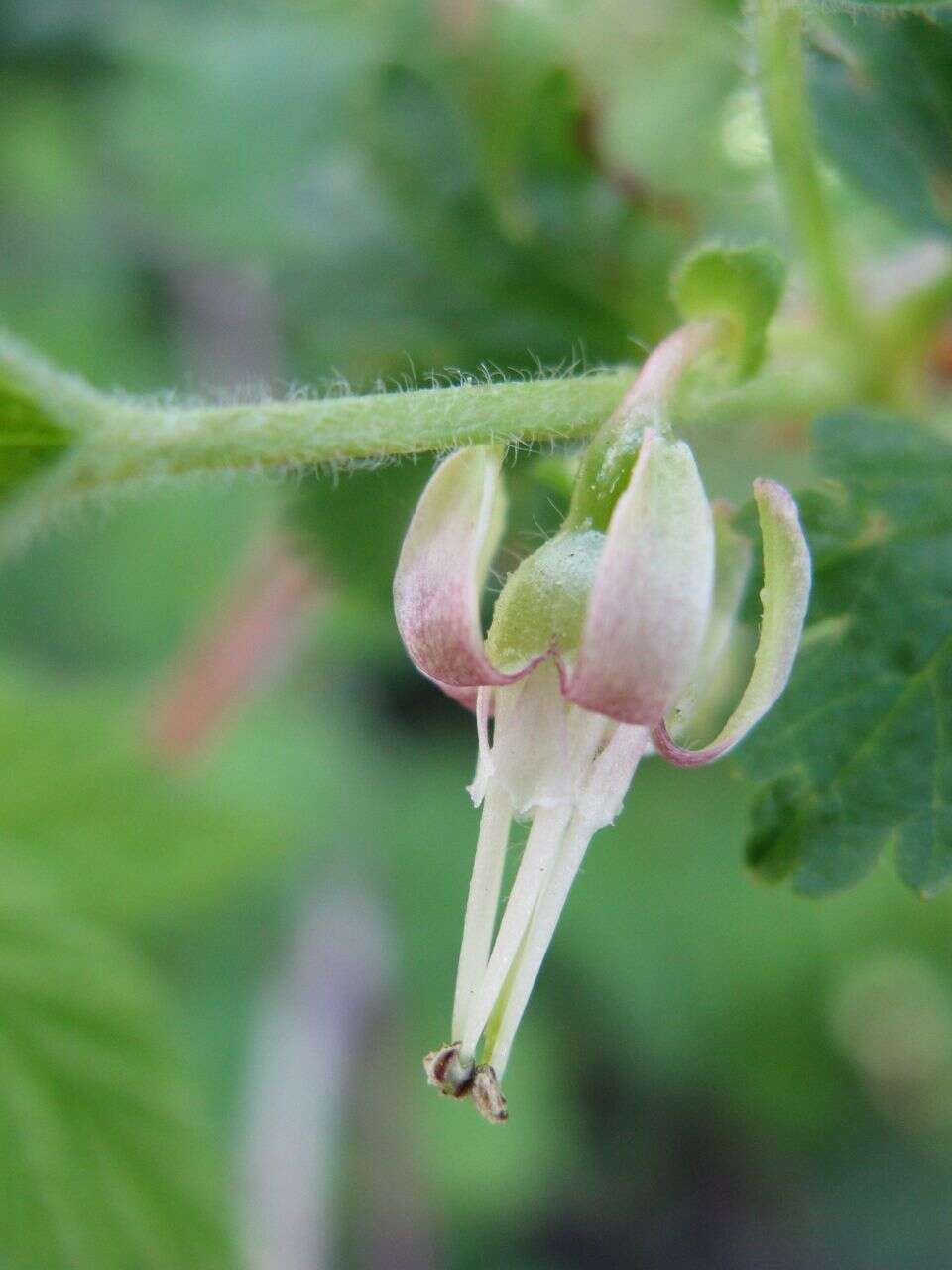 Plancia ëd Ribes hirtellum Michx.