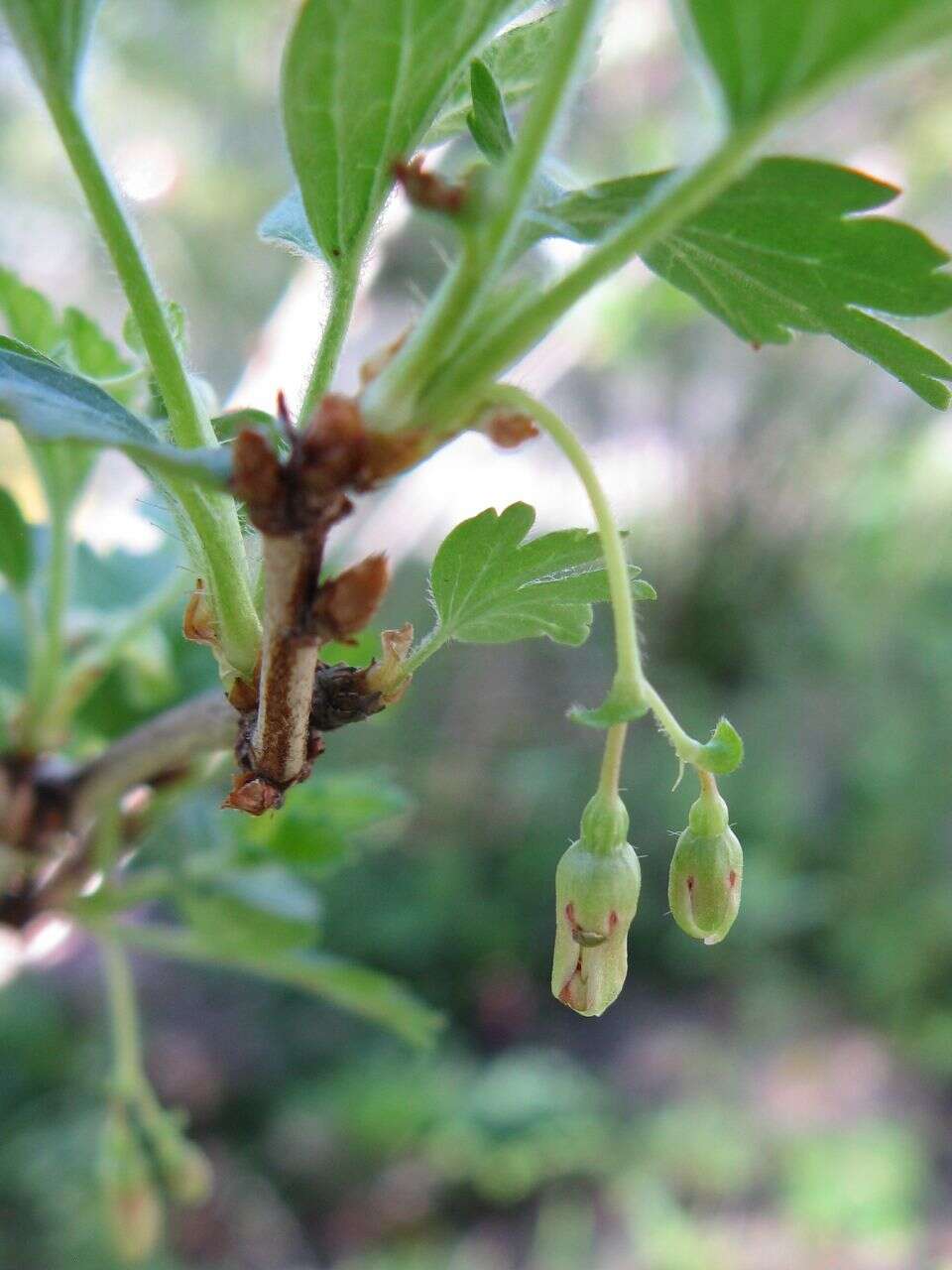 Plancia ëd Ribes hirtellum Michx.