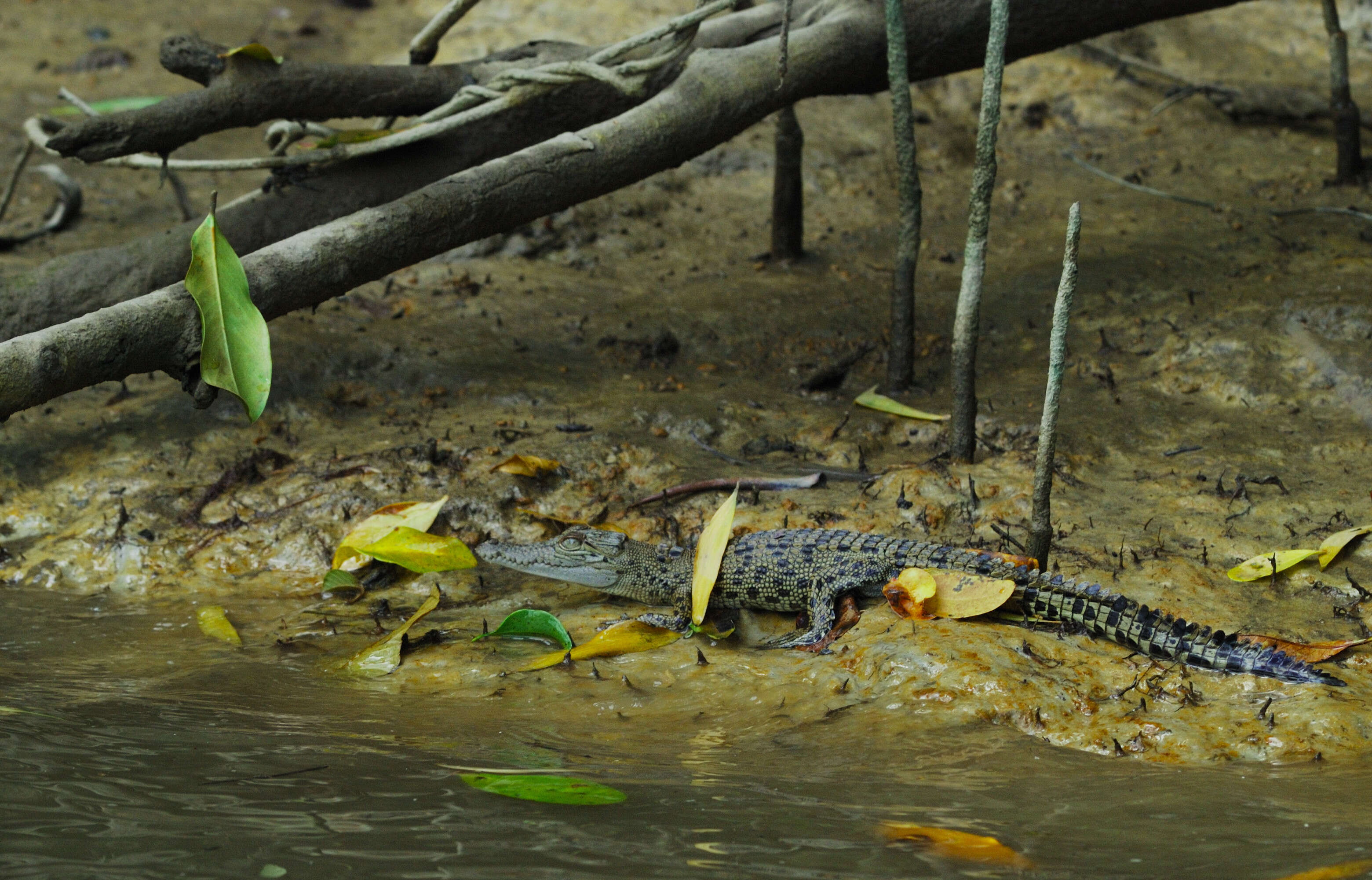 Image of Estuarine Crocodile