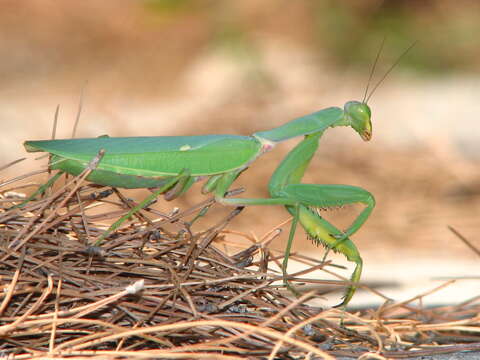 Image of African mantis