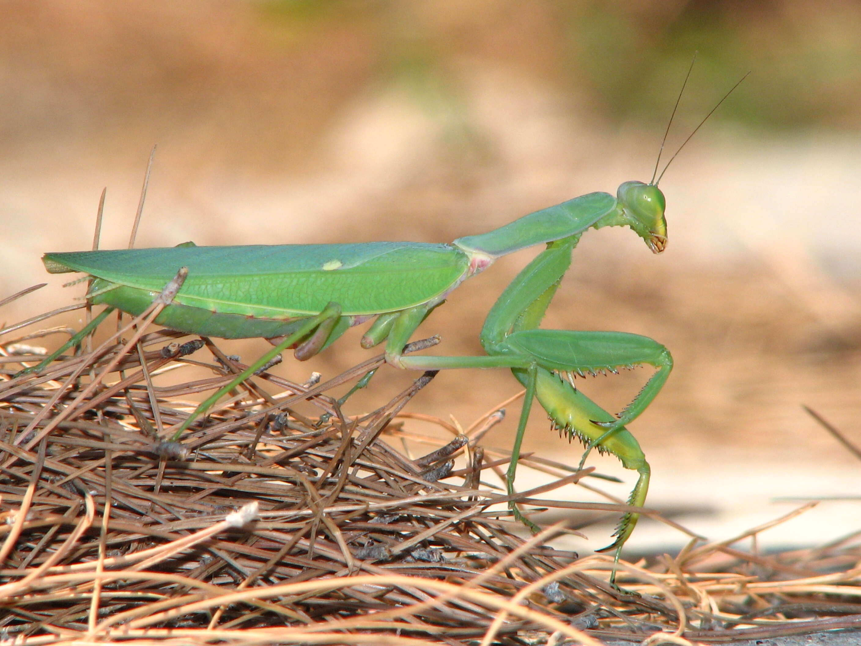 Image of African mantis