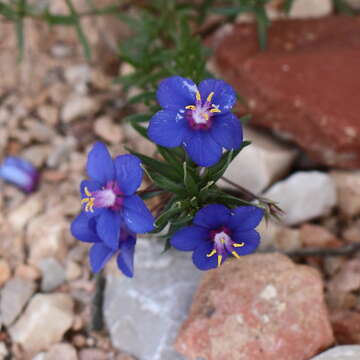 Image of Scarlet pimpernel