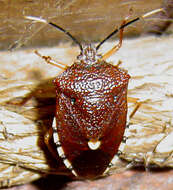 Image of Anaxarchus badius