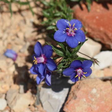 Image of Scarlet pimpernel