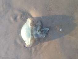 Image of barrel jellyfish