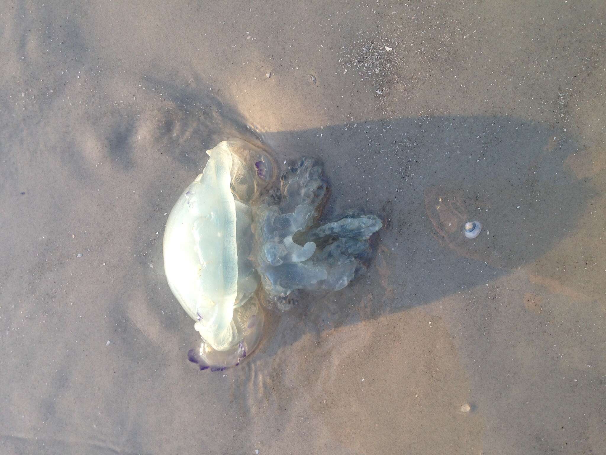 Image of barrel jellyfish