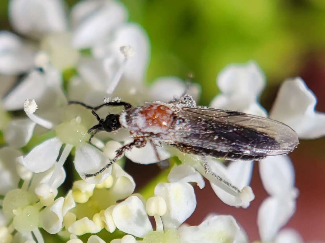 Image of Dilophus strigilatus McAtee 1922