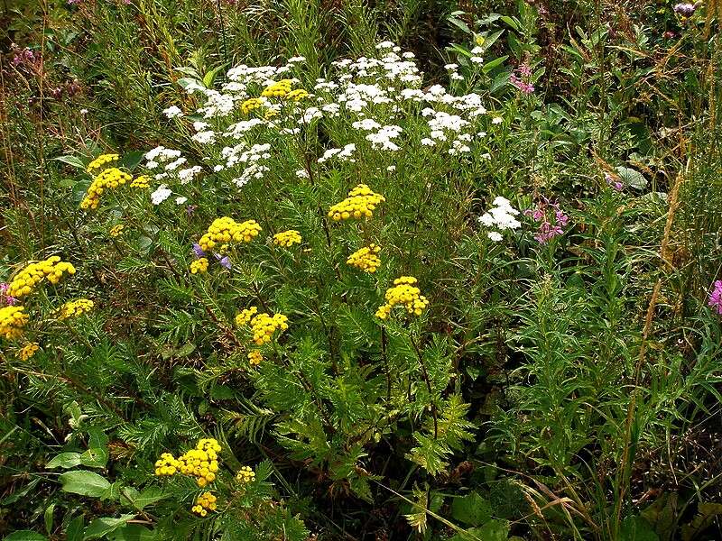 Image of common tansy