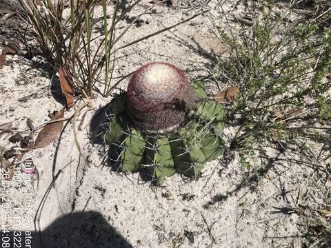 Image of Few-spined Turk's-cap Cactus