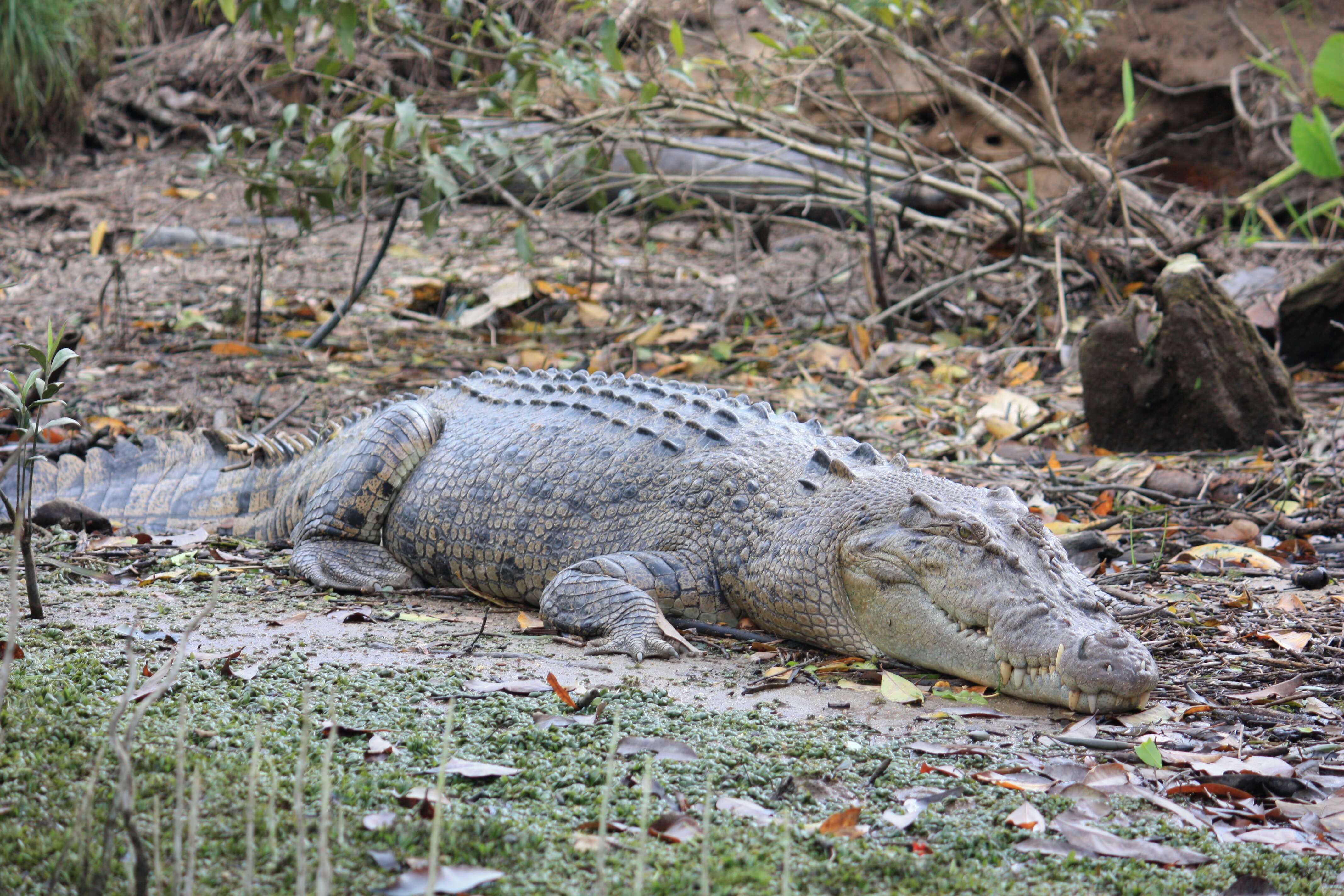 Image of Estuarine Crocodile