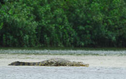 Image of Estuarine Crocodile