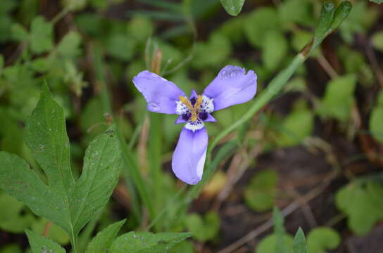 Image of Herbertia lahue (Molina) Goldblatt