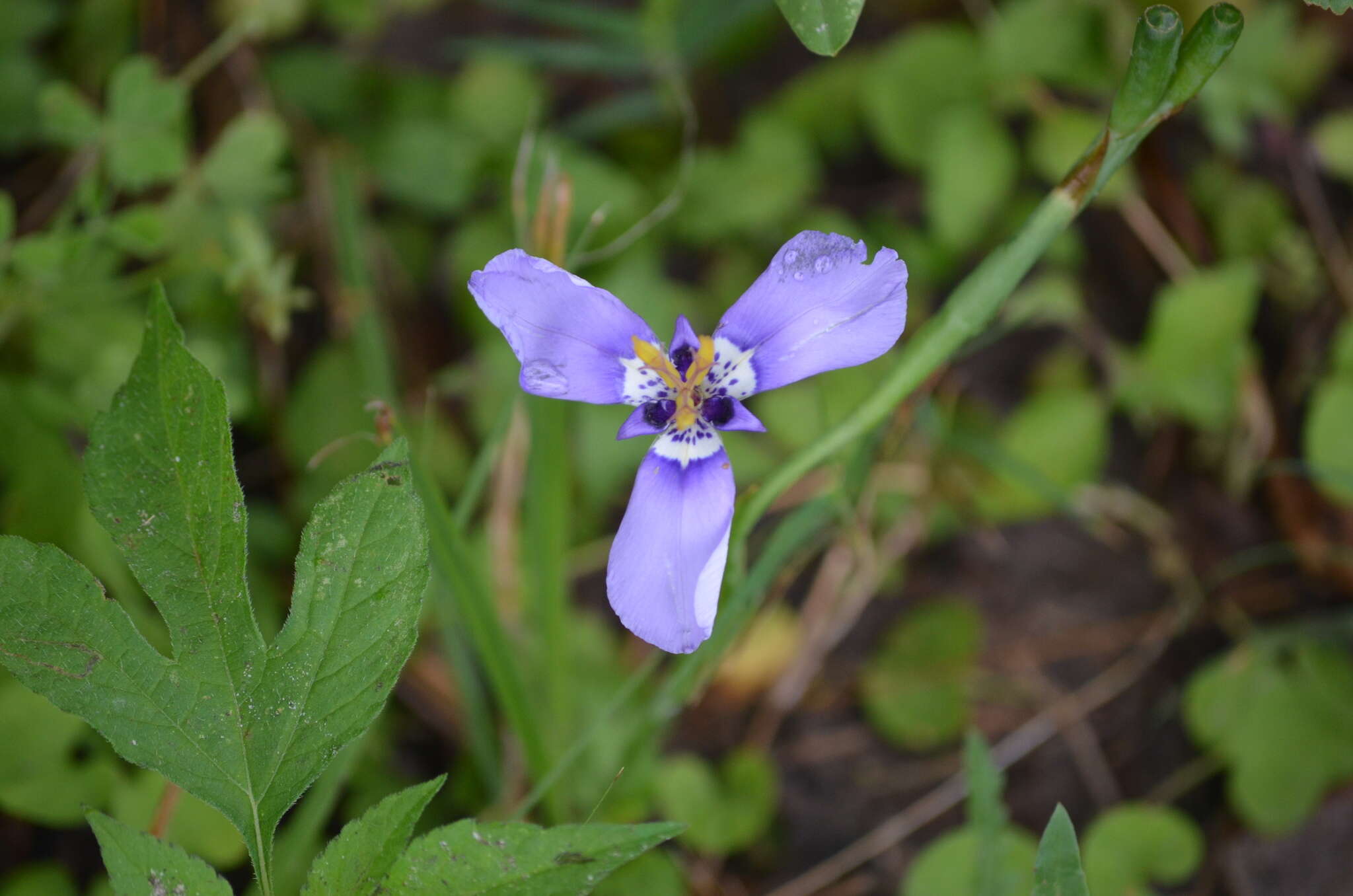 Image of Herbertia lahue (Molina) Goldblatt