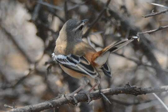 Image of White-browed Scrub Robin