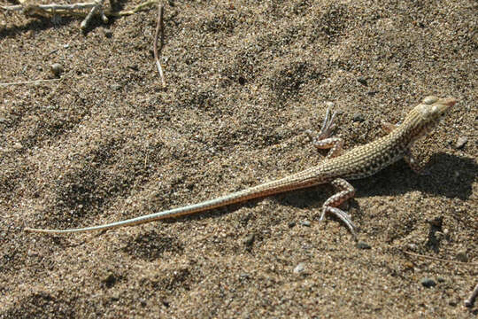 Plancia ëd Acanthodactylus blanfordii Boulenger 1918