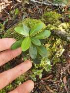 Image of Pseudowintera traversii (J. Buch.) Dandy