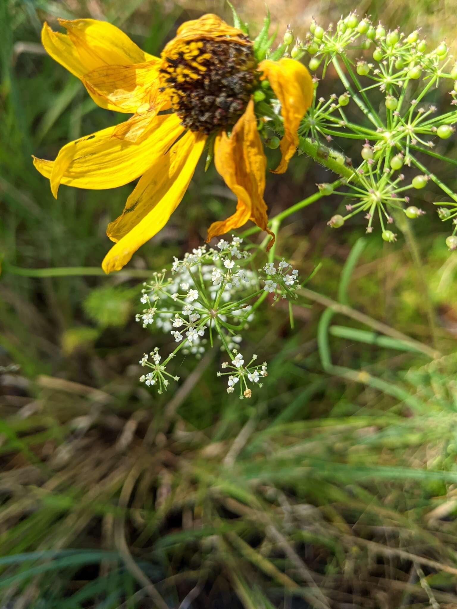 Image of ribbed mock bishopweed