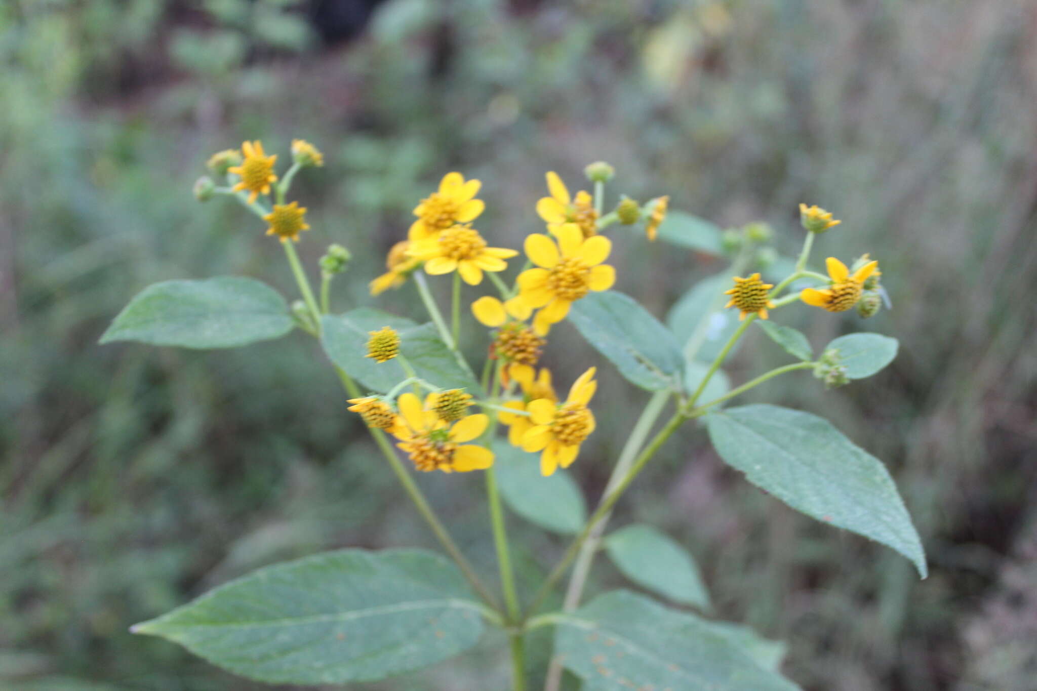 Image of Perymenium globosum Robinson