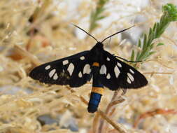 Image of Amata nigricornis Alphéraky 1883