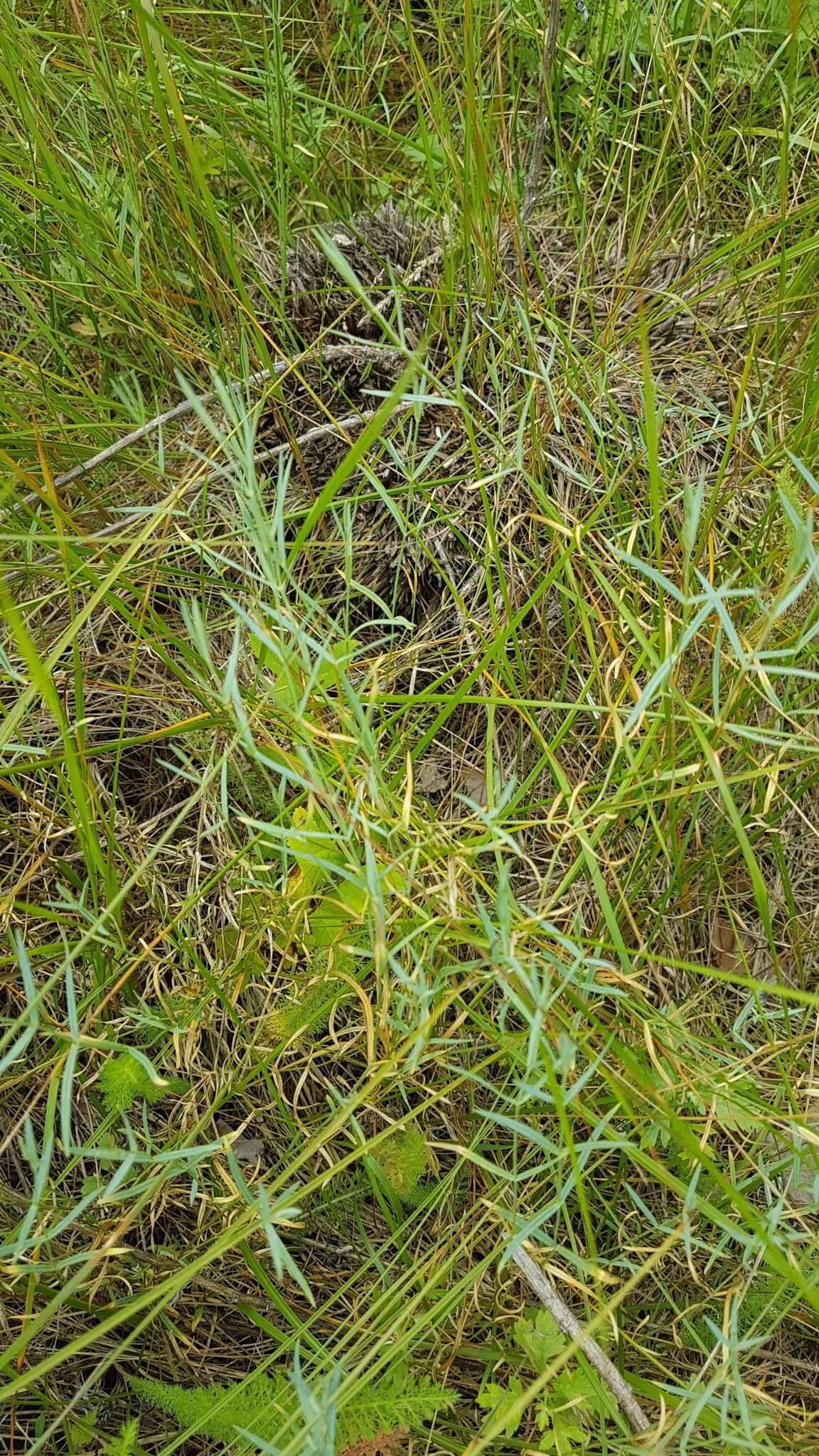 Image of Stellaria dahurica Willd. ex Schltdl.