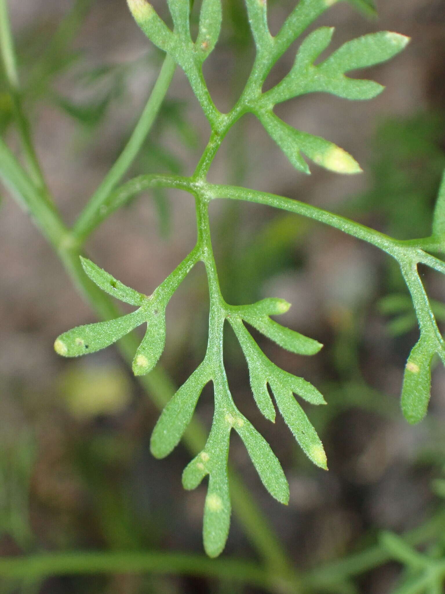 Image of Lemmon's beggarticks