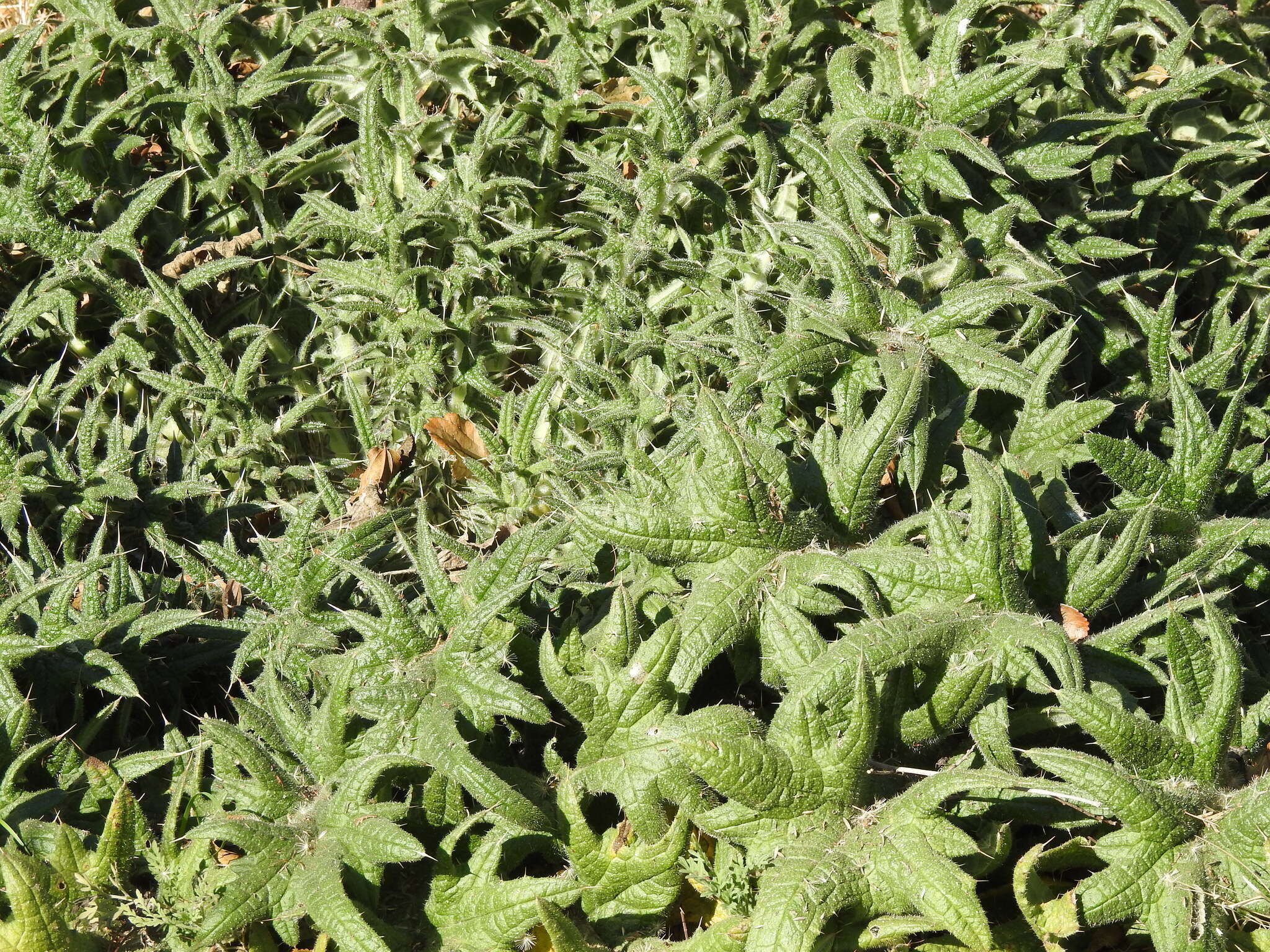 Image of <i>Cirsium <i>vulgare</i></i> subsp. vulgare