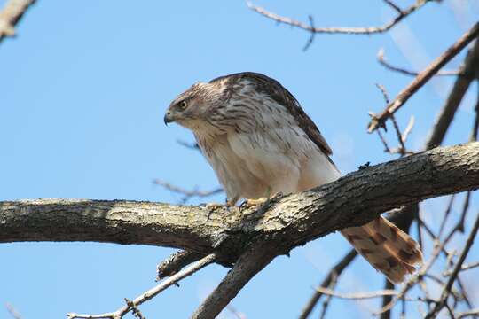 Image of Cooper's Hawk