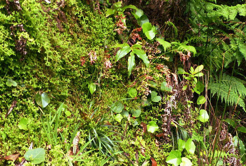 Imagem de Luzula purpureosplendens Seub.