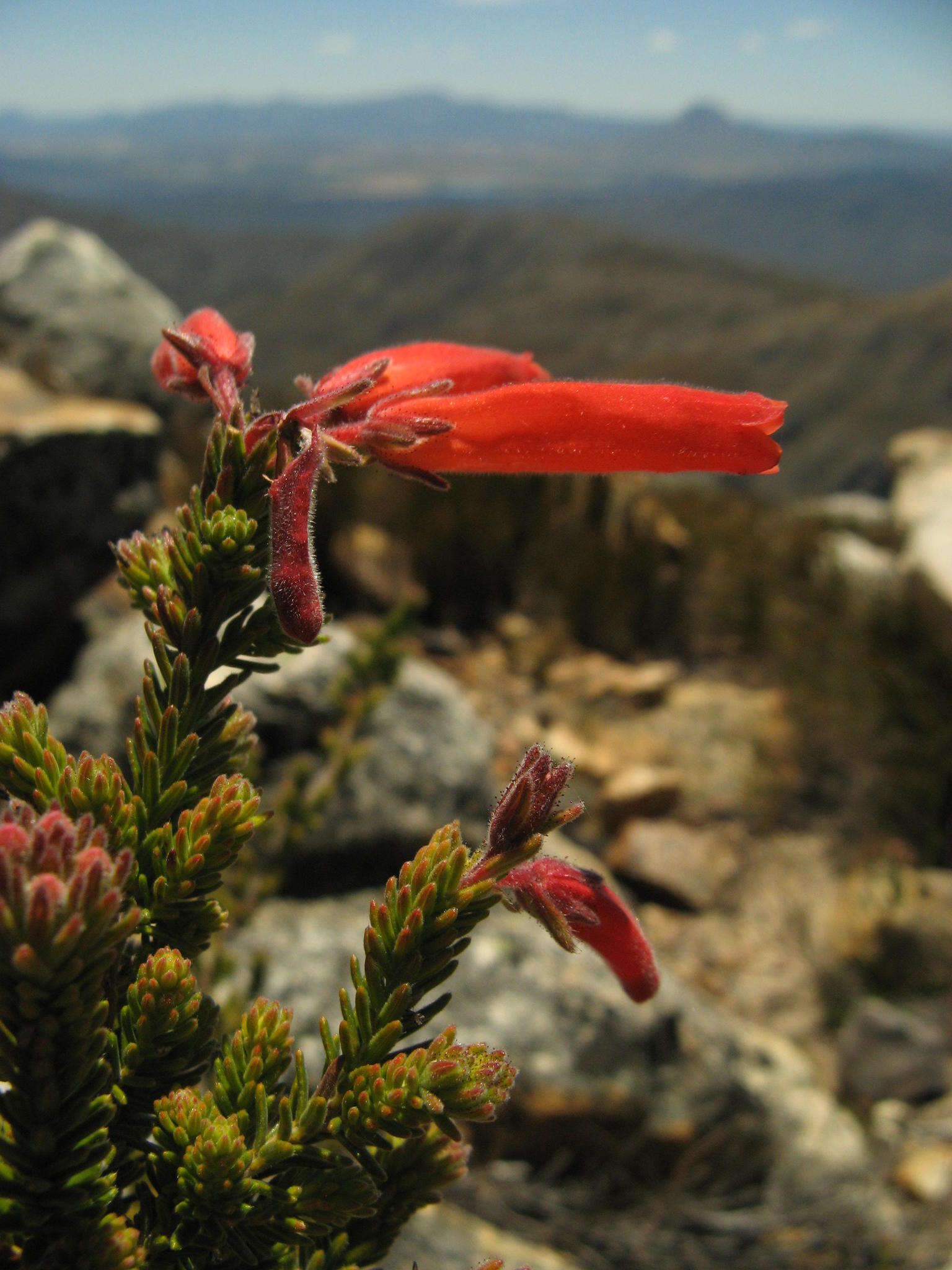 Image of Erica tumida var. tumida